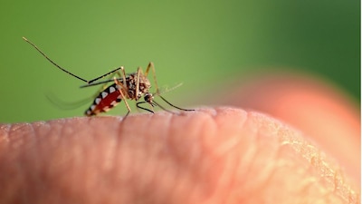 Every year, World Mosquito Day (August 20) reminds us that these tiny insects are among the deadliest creatures on Earth. Beyond the redness and itching, mosquito bites are responsible for spreading malaria, dengue, chikungunya, Zika virus, yellow fever, and Japanese encephalitis. Together, mosquito-borne illnesses kill over 700,000 people annually and sicken hundreds of millions.