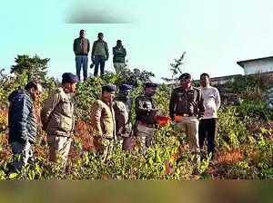 Explosives were found near schools in Almora, Uttarakhand. Children discovered the cache of gelignite sticks. Authorities launched a search operation and