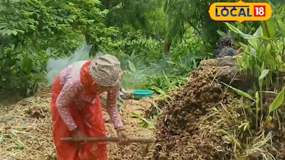 Farmers across India are reaping massive profits from a lesser-known but highly valuable crop: black turmeric. Grown organically at Pinjrapol Gaushala in Jaipur, Rajasthan, black turmeric from Assam has been successfully cultivated and is turning into a game-changer for farmers.