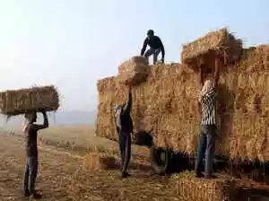 In Punjab, many farmers have joiined the fight against seasonal air pollution by sending their crop stubble to recycling facilities