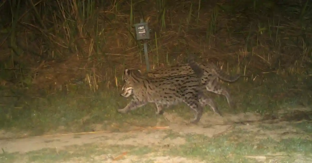 The first scientific survey of fishing cats (Prionailurus viverrinus) in Kaziranga National Park and Tiger Reserve has recorded 57 individuals
