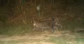 The first scientific survey of fishing cats (Prionailurus viverrinus) in Kaziranga National Park and Tiger Reserve has recorded 57 individuals