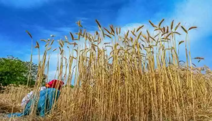 Food prices to rise further globally if West Asia crisis stretches
