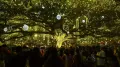 We have all seen that gorgeous lime yellow raintree in Fort Kochi, which has gone viral ever since the lights were turned on on December 25
