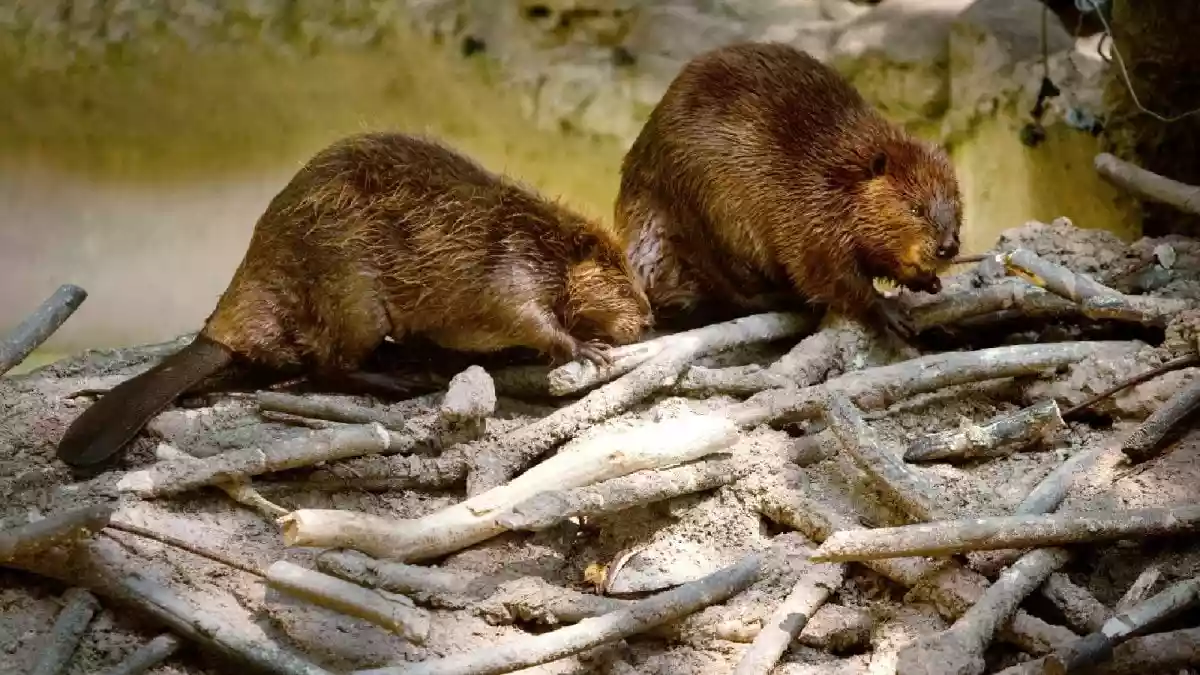 From Ant Supercolonies To Beaver Cities