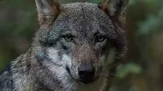 From Himalayan wolf to Purple Frogs