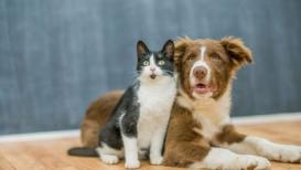 Over the past few years, the idea of “wellness