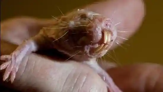 Getting old is miserable. Your joints ache. Your eyes fail. Your hair grays and falls out. Wounds take longer to heal. Your risk of cancer creeps up each year. This happens to every mammal we know of from humans to dogs to mice to elephants. Except for one that seems to have opted out of the process altogether.Getting old is miserable. Your joints ache. Your eyes fail. Your hair grays and falls out. Wounds take longer to heal. Your risk of cancer creeps up each year. This happens to every mammal we know of from humans to dogs to mice to elephants.Except for one that seems to have opted out of the process altogether.The naked mole-rat looks like something that crawled out of a bad dream. It is a rodent that is wrinkled, nearly hairless, and armed with two oversized teeth used to dig tunnels. It lives underground in tightly packed colonies across East Africa, sealed off from the surface world. These creatures can survive without oxygen for nearly twenty minutes and often die not of disease, but from violent fights within their own colonies. They are small and astonishingly long-lived.