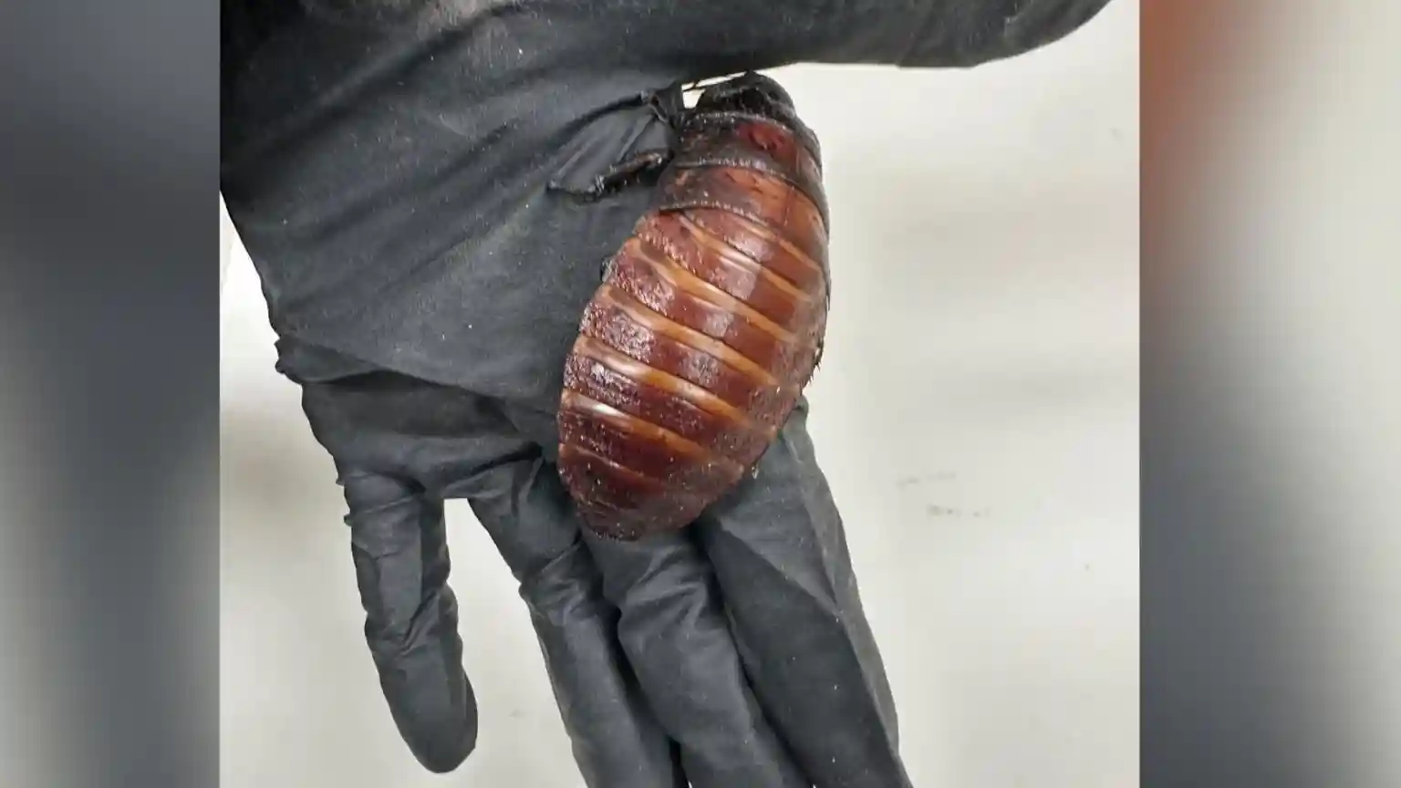 More than 100,000 illegal exotic cockroaches - some as big as the palm of a hand - have been seized by Australian authorities from a commercial breeder in New