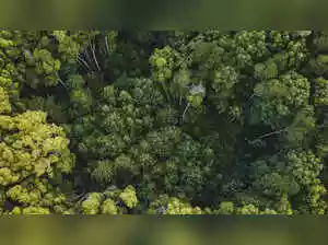 Goa's Arambol sees reclassification of 3 lakh sqm forest land as settlement