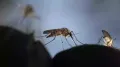 <h4>Google aims to release 32 million ‘treated’ mosquitoes in California and Florida; here's why</h4><h4>Google seeks US approval for