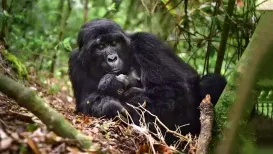 Uganda's history with mountain gorillas is inseparable from its political turmoil. Mountain gorillas (Gorilla beringei beringei) are restricted to Central