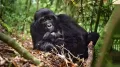 Uganda's history with mountain gorillas is inseparable from its political turmoil. Mountain gorillas (Gorilla beringei beringei) are restricted to Central
