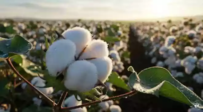 The duty exemption, effective June 1, is expected to lower input costs for textile manufacturers, improve export competitiveness and support SMEs across the