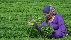 The Centre on Friday announced a rollout of new labour codes as it consolidated 29 labour laws into four comprehensive labour codes to overhaul the outdated