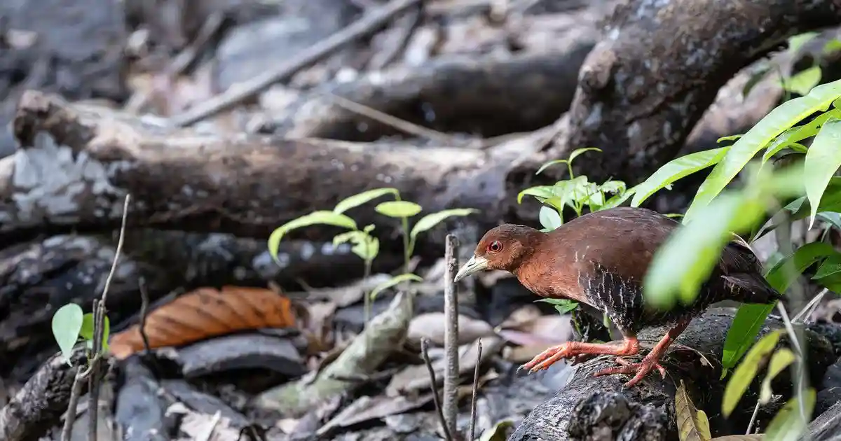 Great Nicobar project could wipe out species newly discovered on the island