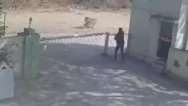 A shocking moment from Junagadh has left social media stunned. Incidents of lions entering human areas are not new in this region