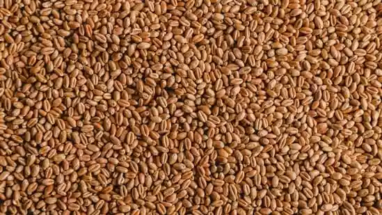 Halim seeds, also known as garden cress seeds, are derived from a plant (scientific name Lepidium sativum) native to Egypt. They are now gaining popularity