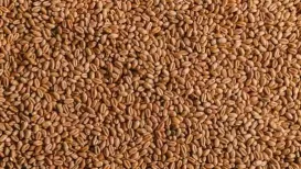 Halim seeds, also known as garden cress seeds, are derived from a plant (scientific name Lepidium sativum) native to Egypt. They are now gaining popularity