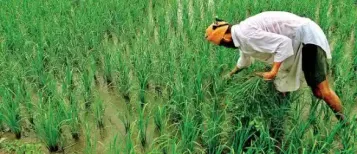 To date, 22 installments of the Pradhan Mantri Kisan Samman Nidhi scheme have been released. The 22nd installment of this scheme was deposited into farmers’