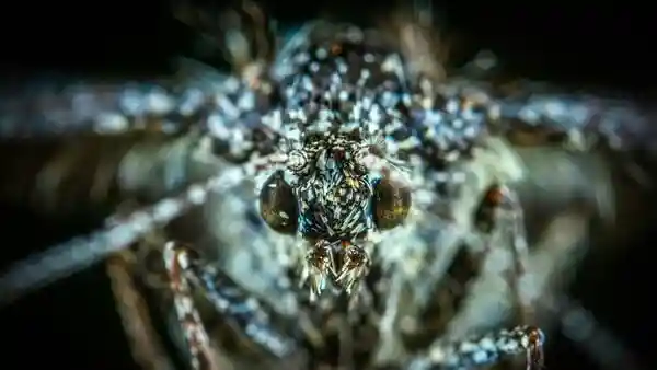 Dozens of biodegradable pods were previously dropped by drones over Hawaii's forests. Each drone carried around 1,000 specially bred male mosquitoes