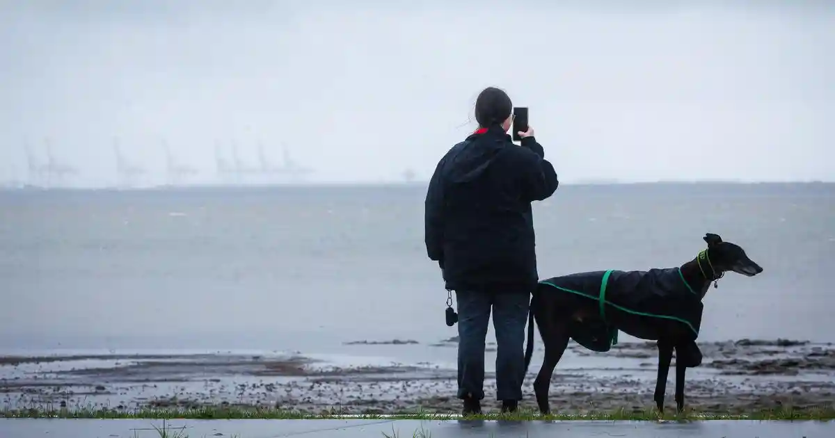 How a canine ‘brain bank’ could help reduce risks of dog bites