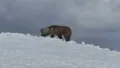 Through blizzards, avalanches and enemy lines, a group of soldiers of the Indian Army risked their lives to save a Himalayan brown bear cub they named