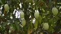 In West Bengal’s Murshidabad, rare mango varieties are spoken about with the same reverence and careful specificity that old aristocratic families reserve