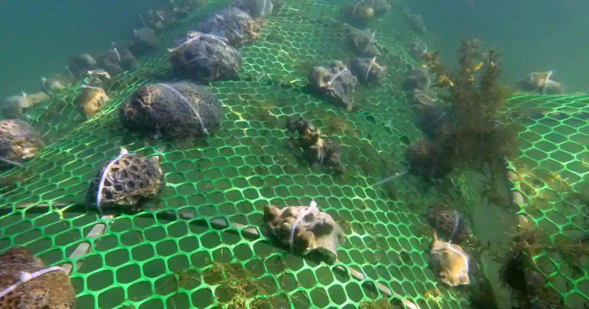 Coral reefs, often called the rainforests of the sea, are among the most productive and vibrant ecosystems on earth. Despite occupying less than 1% of the sea