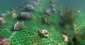 Coral reefs, often called the rainforests of the sea, are among the most productive and vibrant ecosystems on earth. Despite occupying less than 1% of the sea