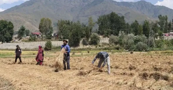 For years, many farmers across Kashmir had gradually stopped growing Mushq Budji, the region's prized aromatic rice, after frequent outbreaks of blast disease