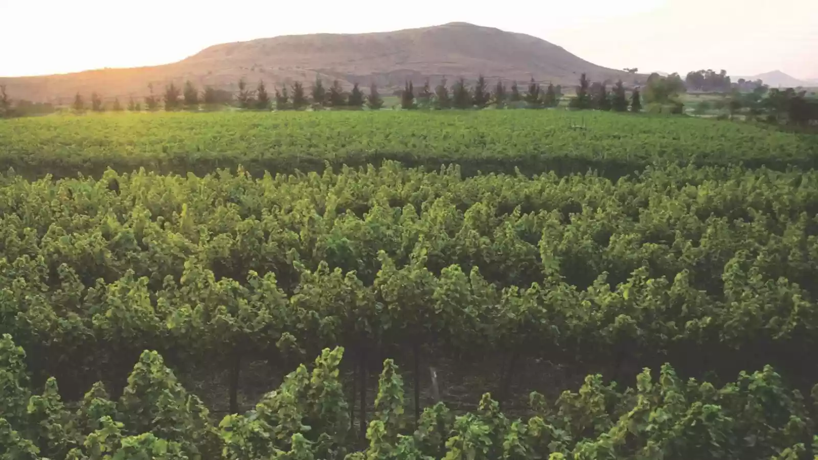 How Nashik Became India’s Wine Capital