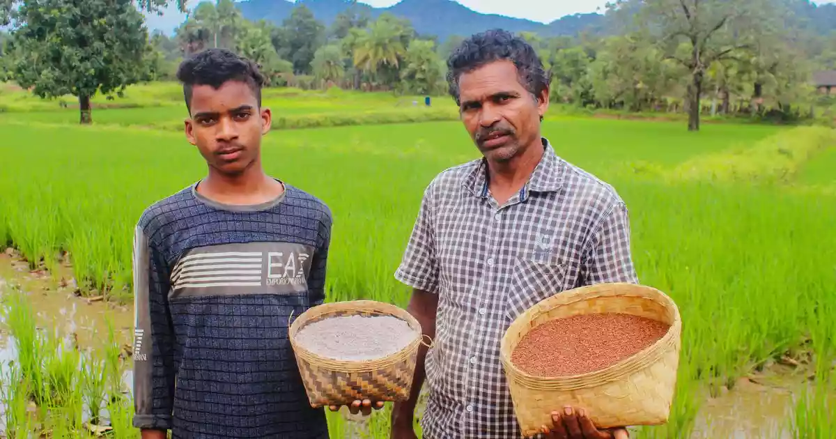 Before sunrise reached the lower slopes of the Gonasika Hills in Odisha’s Keonjhar district, Parmedhenu Juang was already in his field