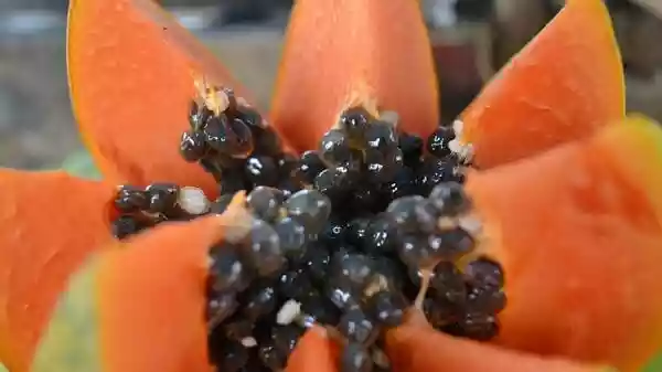 How papaya's vitamin A prevents holiday stress acne flare-ups