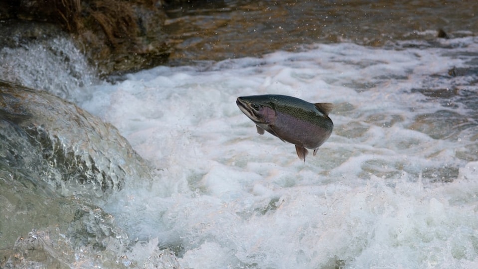 <h4>How salmon evolved to cope with the ice age</h4><h4>Their odd behaviour seems to be a relic of the time of the glaciers</h4>