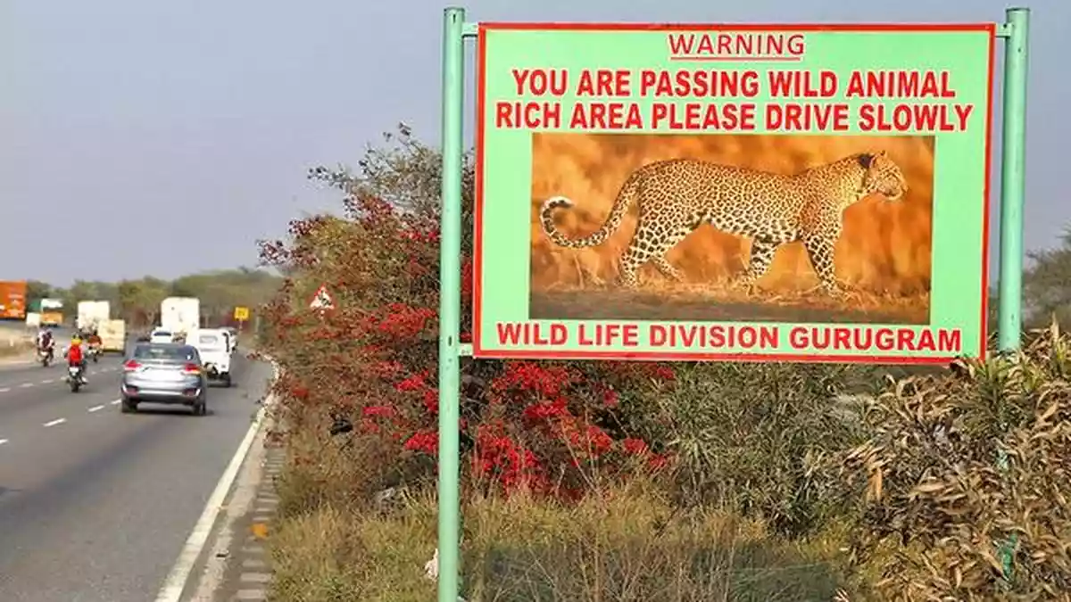 Humans have climbed to the top of the food chain by skillfully hunting, trapping, and fishing for other animals at scales that far exceed other predators