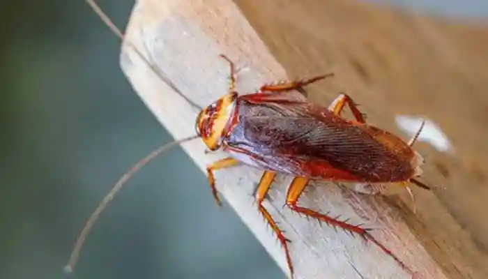 If cockroaches are taking over your kitchen, there is no need to panic. With simple home remedies and smart tips, you can easily get rid of them. Just a small routine can make your kitchen completely cockroach-free while keeping your home safe and healthy.