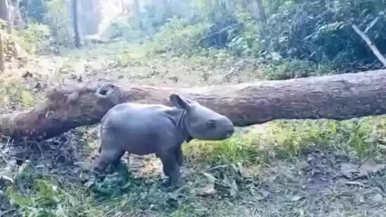 IFS officer captures hopeful start to 2026 with clip of newborn rhino calf