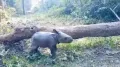 The new year opened on a heartening note for wildlife lovers after a video of a newborn one horned rhinoceros calf from Jaldapara National Park captured