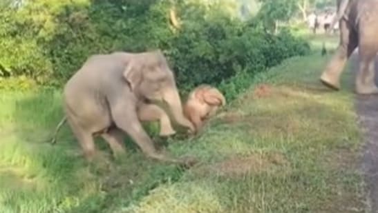 IFS officer shares video of mother elephant rescuing frightened calf