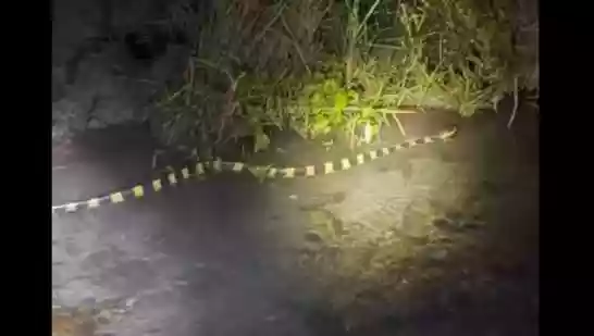 IFS officer spots highly venomous snake during night patrol