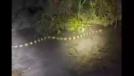 An Indian Forest Service officer has drawn widespread attention on social media after sharing a striking video of a highly venomous snake encountered during a