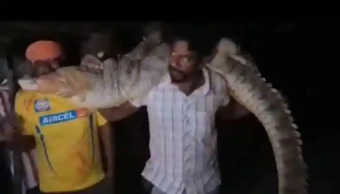 In a daring rescue, Kota villagers flee as an 8-foot crocodile invades a home; expert Hayat Khan safely removes it. Panic spread in Banjari village, Kota's Itawa area, when an 8-foot-long, 80-kilogram crocodile entered a local home. The terrified family's cries drew neighbours, who were equally shocked to find the massive reptile resting inside.In a daring rescue, Kota villagers flee as an 8-foot crocodile invades a home; expert Hayat Khan safely removes it.Panic spread in Banjari village, Kota's Itawa area, when an 8-foot-long, 80-kilogram crocodile entered a local home. The terrified family's cries drew neighbours, who were equally shocked to find the massive reptile resting inside.Villagers quickly informed the forest department, but when officials didn't arrive in time, they called wildlife expert Hayat Khan, popularly known as “Tiger.” Arriving with his team, Hayat carried out the difficult rescue operation at night.In Banjari village, Kota, Rajasthan, a man lifts an 8-feet crocodile onto his shoulders after the reptile entered a home. Locals say that the rescue teams didn't arrive on time, hence the man bravely took the matter into his own hands. pic.twitter.com/qa9Mk40rcl — Gems Of India (@GemsOfIndia_X) October 13, 2025