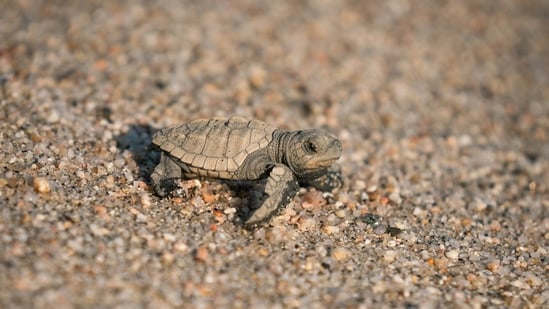 In a heartbreaking incident, several turtle hatchlings were killed by an unleashed dog at a Florida beach. Officials said in a Facebook post that the bodies of the tiny animals were discovered by the Beaches Sea Turtle Patrol in Atlantic Beach during a survey.