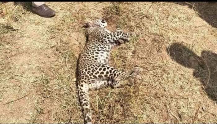 In a rare and dramatic encounter in Nashik's Niphad region, a stray dog shocked villagers by taking on a leopard and dragging it for several meters. The intense face-off, captured on video, has since gone viral, leaving people stunned online.<br> A dramatic scene played out in Nashik's Niphad area when a stray dog fought and overpowered a leopard. The video of the clash has gone viral online. Locals said the leopard had strayed into the village from the nearby forest earlier this week.<br> <br> In the viral clip, a stray dog is seen fiercely battling a leopard while another dog stands nearby. The stray then drags the leopard, which appears to have given up.<br> <br> Sharing the video, X handle @nextminutenews7 wrote, “In Niphad taluka, Nashik district, Maharashtra, a stray dog chased and overpowered a leopard near Gangurde Vasti, pulling it by the mouth for nearly 300 meters before the leopard escaped.”