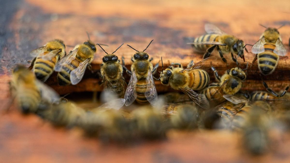 In a remarkable addition to Kerala's biodiversity records, researchers from the Shadpada Entomology Research Lab at Christ College (Autonomous), Irinjalakuda, Thrissur, have identified nine species of solitary bees from the subfamily Nomiinae (Hymenoptera: Halictidae) – all documented for the first time in Kerala.