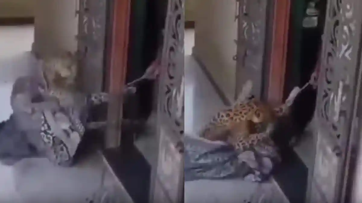 In a shocking incident in Rajasthan, a leopard entered a home, but fortunately, no one was harmed. Thanks to the brave woman in the house, who confronted the wild animal head-on. What she did next will leave you amazed. While it's unclear how the leopard entered, the incident showcased her calm and composure in a terrifying situation. Reportedly, the woman grabbed a rope and tied the leopard to the door. The wild animal could have caused fatal harm to her and her family, yet she displayed remarkable courage and promptly alerted the forest department.