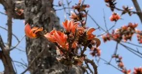 “If the flower of the palash is fully bloomed, that means it will be a good summer, and it will rain well that year,” says Sarita Devi