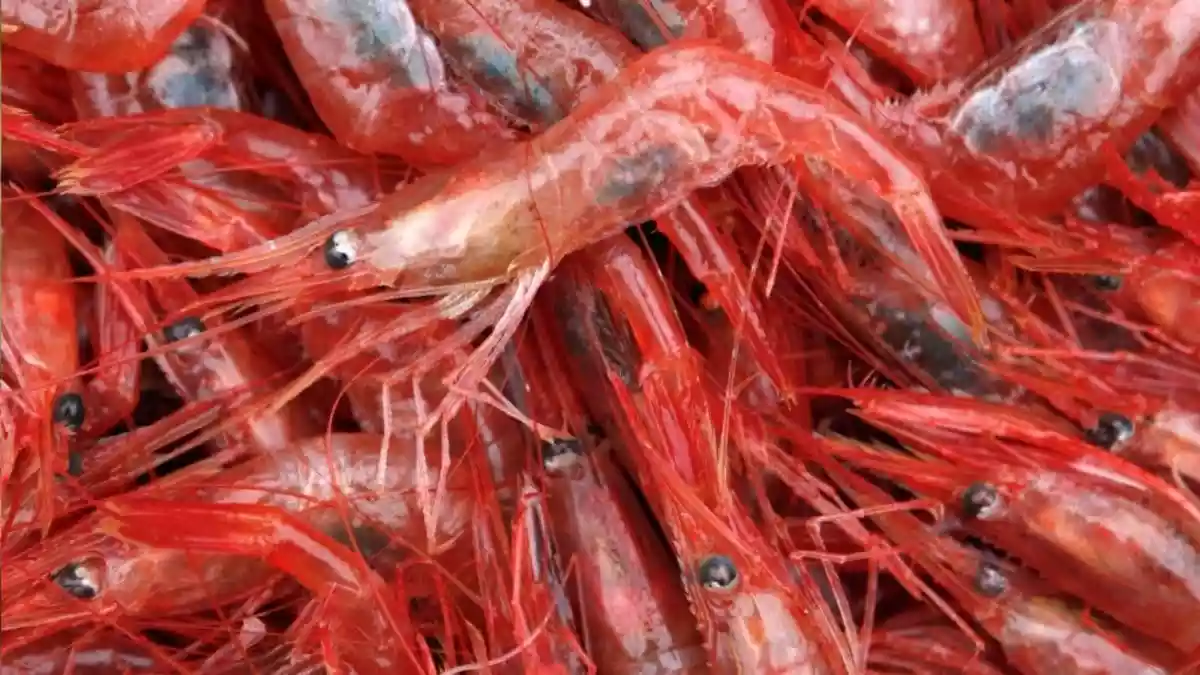 India Eyes Seafood Export Revival As EU