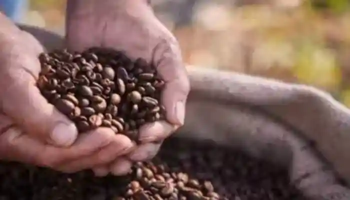 India's Coffee Exports Hit USD 1